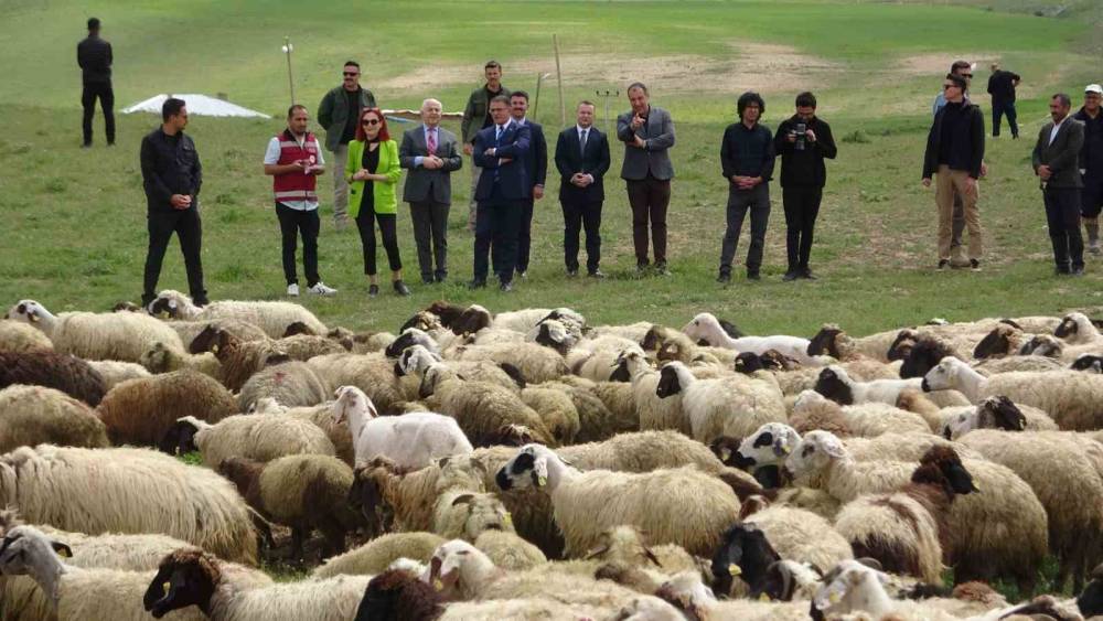 Van Valisi koyunlarla kuzuların renkli buluşmasını izledi
