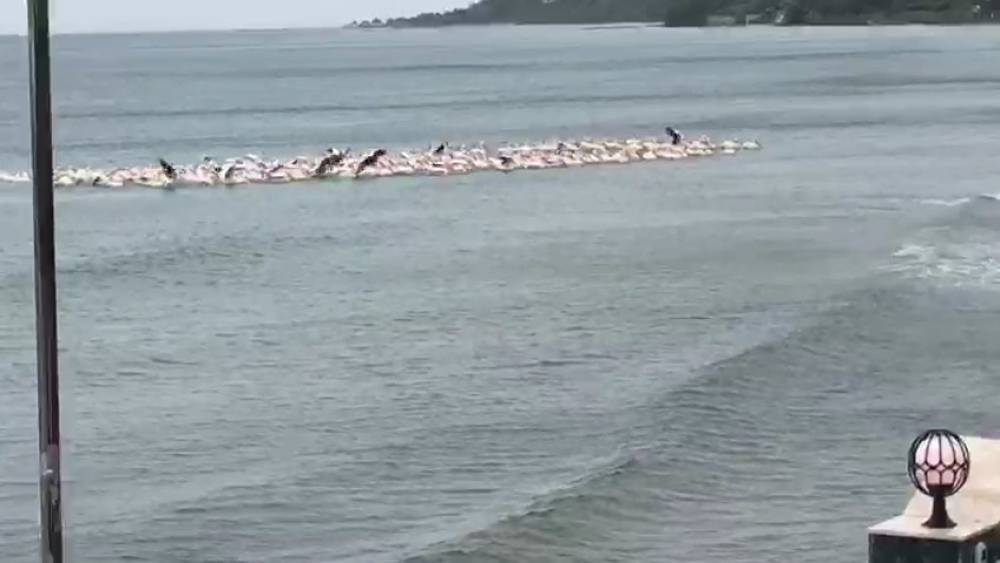 Fırtına nedeniyle yüzlerce pelikan plajda toplandı

