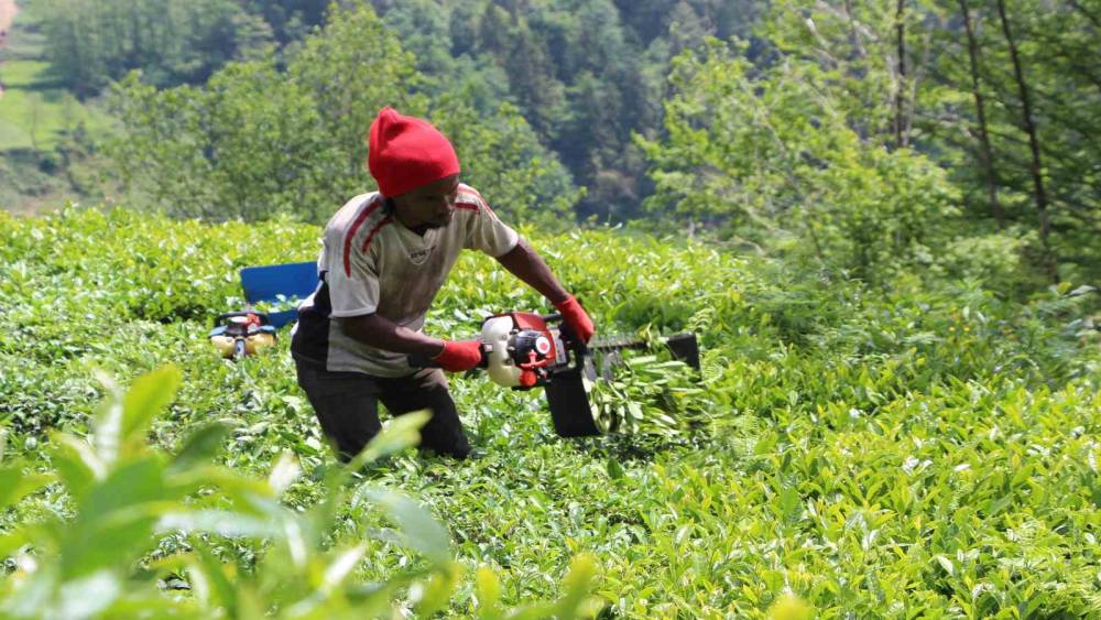 Senegalli işçiler çay hasadında
