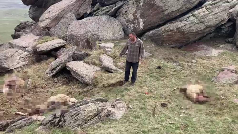 Kars’ta kurt saldırısı: 70 koyunu telef oldu
