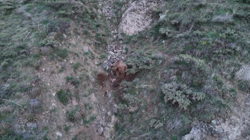 Ahıra girip keçileri telef eden ayılar leşleri gömerken dron kamerasına yakalandı
