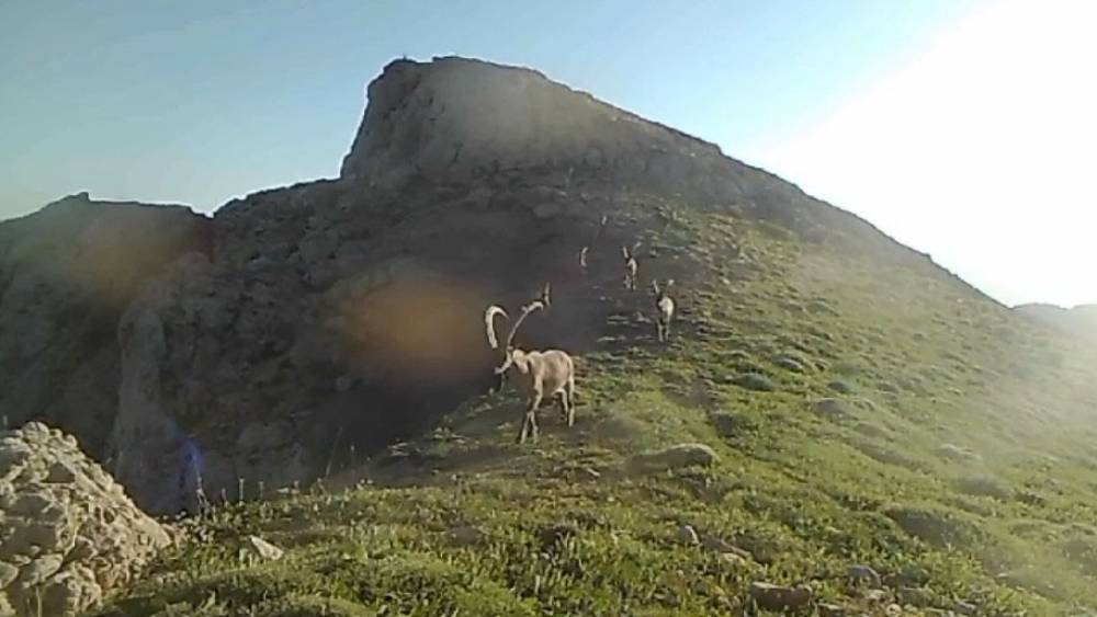 Koruma altında bulunan yaban keçileri fotokapana takıldı

