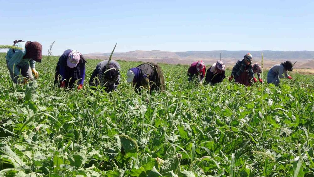 Yozgat’ta mevsimlik tarım işçileri şeker pancarı tarlalarında rızıklarını çıkarıyor
