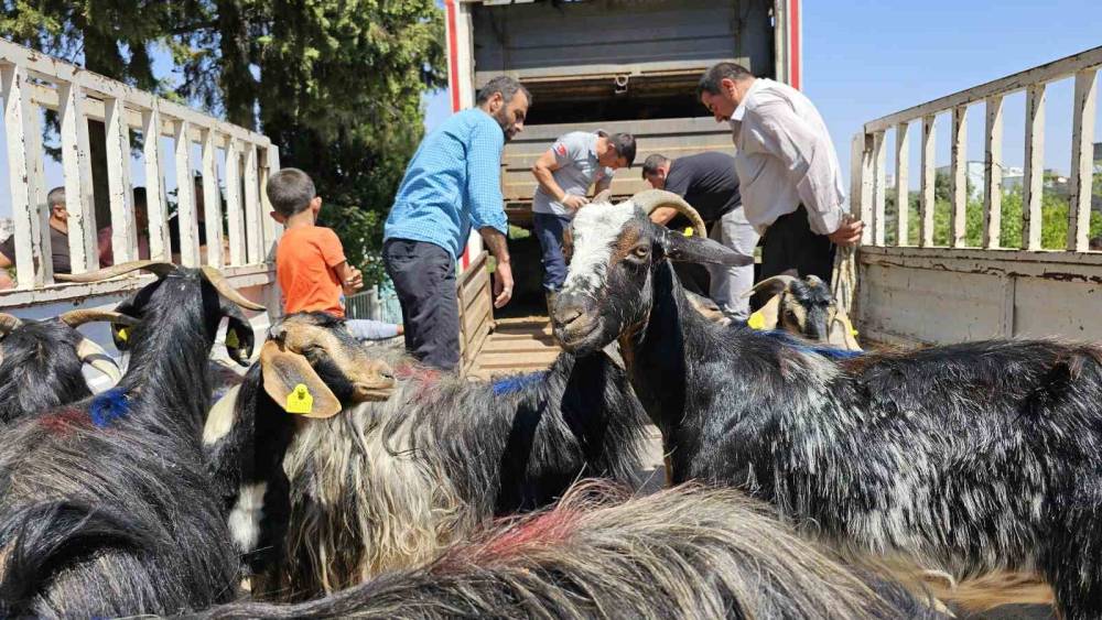 Adıyaman’daki depremzedelere 124 keçi dağıtıldı
