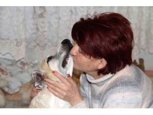 Kansere yakalanan sokak köpeğine kemoterapi uygulandı