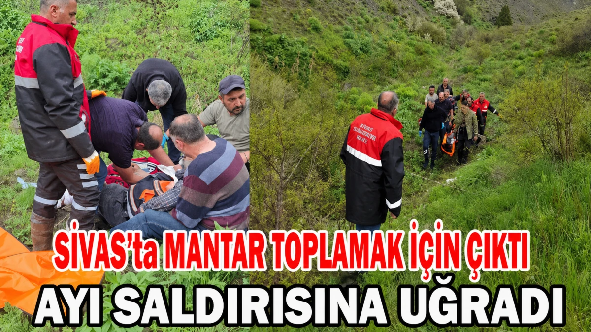 Mantar Toplamak İ&ccedil;in &Ccedil;ıktı Ayı Saldırısına Uğradı